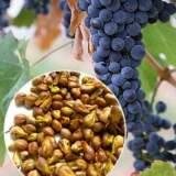 Виноградные косточки обладают мощным антиоксидантным действием