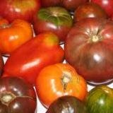 Хранение урожая томатов