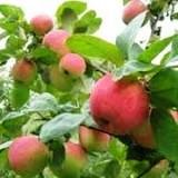 Как ухаживать за яблонями
