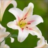 Садовая белая лилия