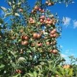 Посадка яблоневого сада