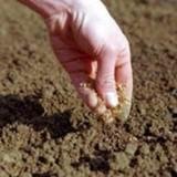 Как улучшить лодородие почвы садового участка
