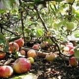 Причины раннего опадания яблок
