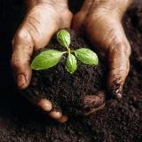 Гумус улучшает плодородие почвы
